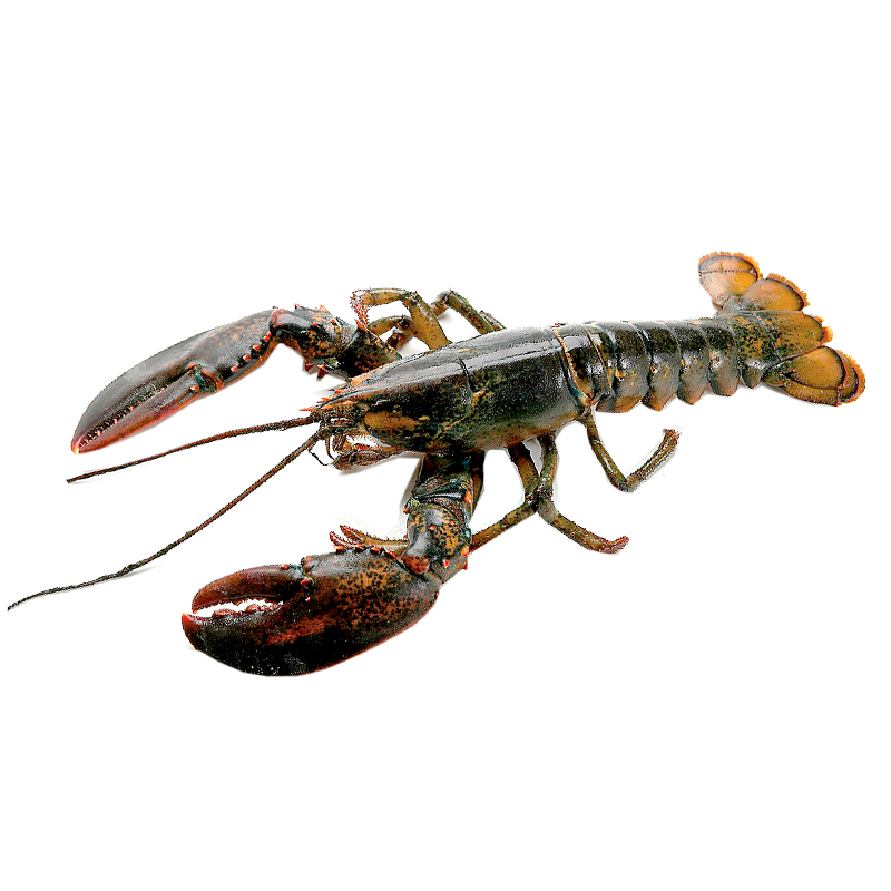 LLAMÀNTOL CANADÀ 400-450 10% C.5k