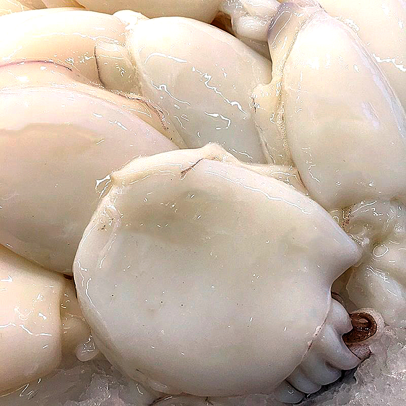 SEPIA INDIA (13-20)20% 8/1Kg