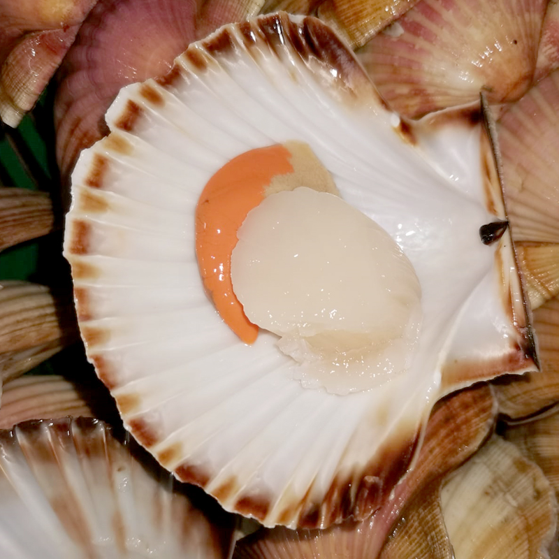 VIEIRA GALLEGA NETA DOBLE PETXINA -M-(80-100g)SEGELL QUALITAT (pescadeRias)Caixa 25u