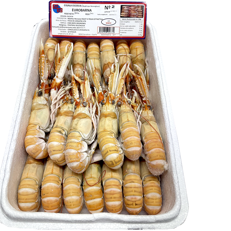 ESCAMARLÀ ESCÒCIA CONG.VIU N2 (16-20)0% PN 4/1Kg