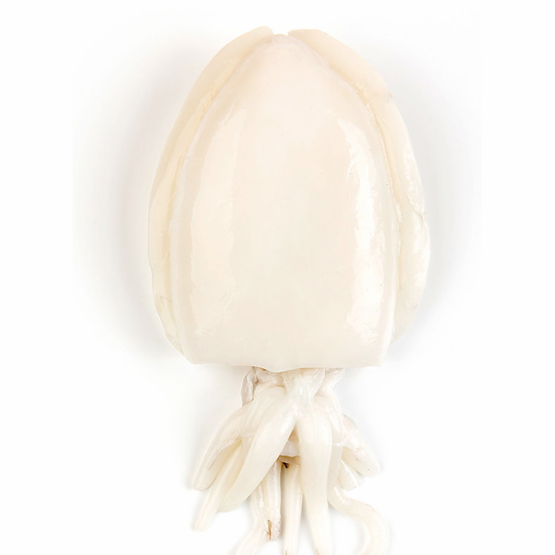 SÍPIA NETA  IQF (5-7)20% 6/1Kg