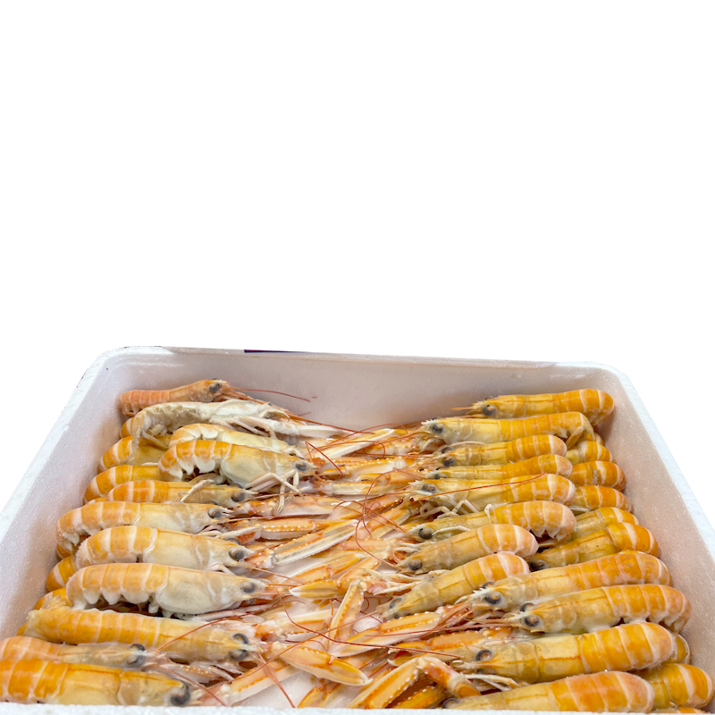 CIGALA ESCOCIA N 4(26-35)1.250k 4/1.5kg.