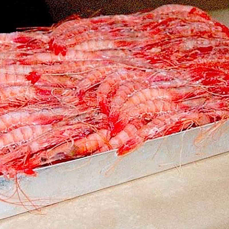 GAMBA ALLISTADA N1E (36-40) 3 CARABELAS 12/1Kg.apx.