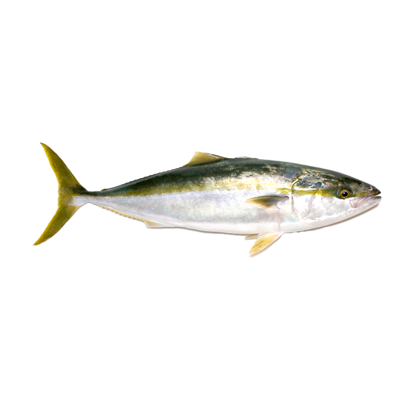 PEZ LIMON (SERIOLA) 800-1.300gr/Un