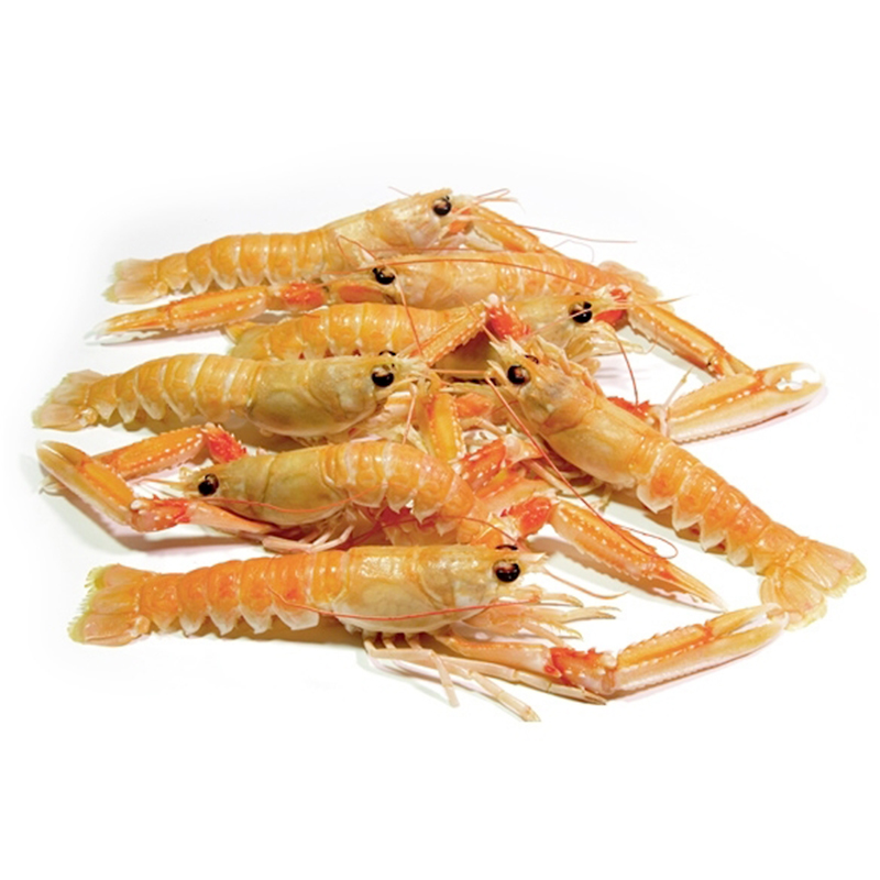 CIGALA PAELLA ESCOCIA A BORDO 40-60 0% 3Kg