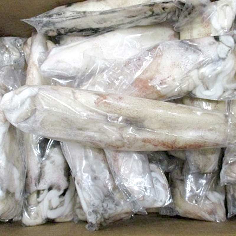 CALAMAR MARRUECOS ENV.-P-(21-26cm) 0% 12Kg