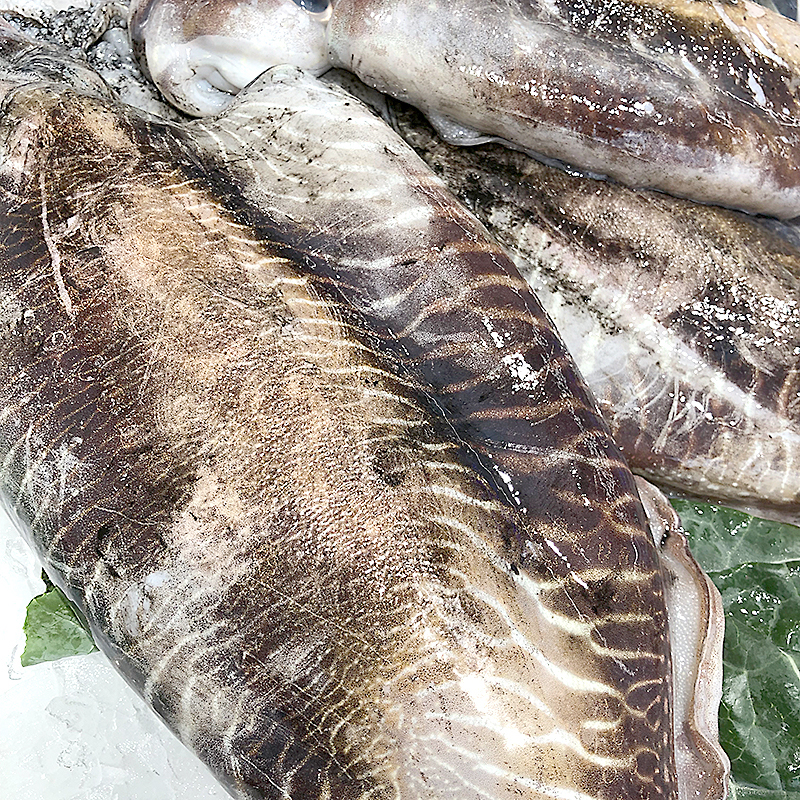 SÍPIA BRUTA MARROC -P-(150-200)4/6kg apx.