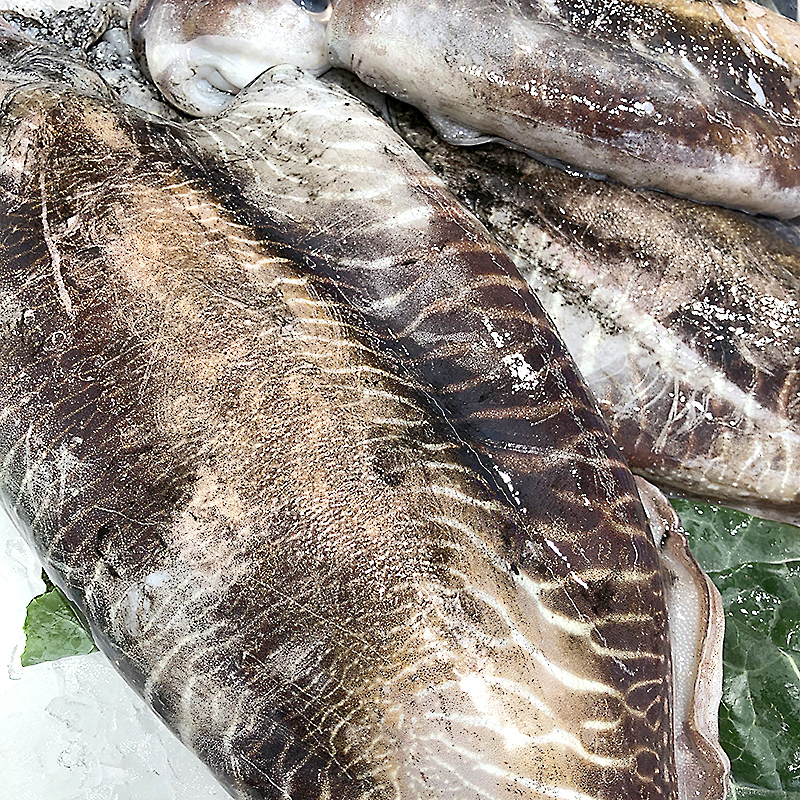 SEPIA SUCIA MARRUECOS -M-(200-300) C.5Kg