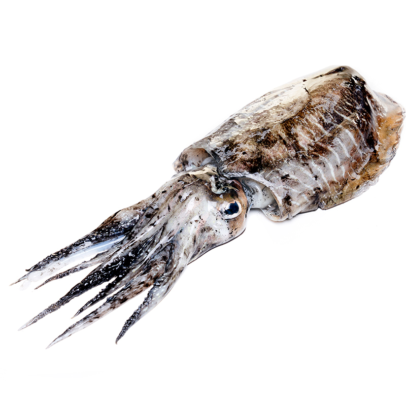 SÍPIA BRUTA MARROC.-P-(150-200)4/8Kg apx