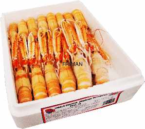 ESCAMARLÀ ESCÒCIA N0(8-10)1.350k 4/1'5Kg 