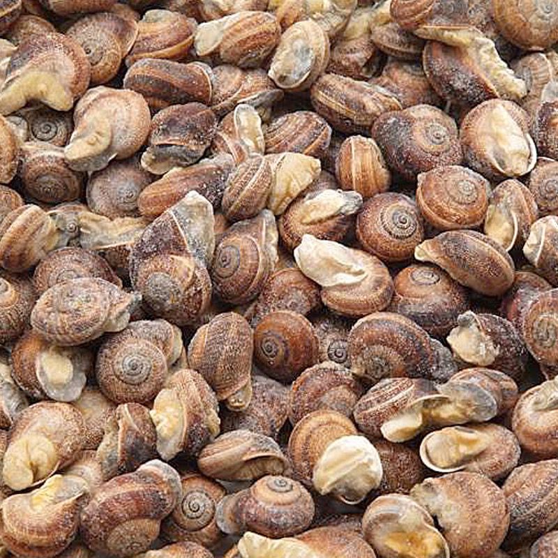 CARACOL VIÑAL COC.4/2.5Kg