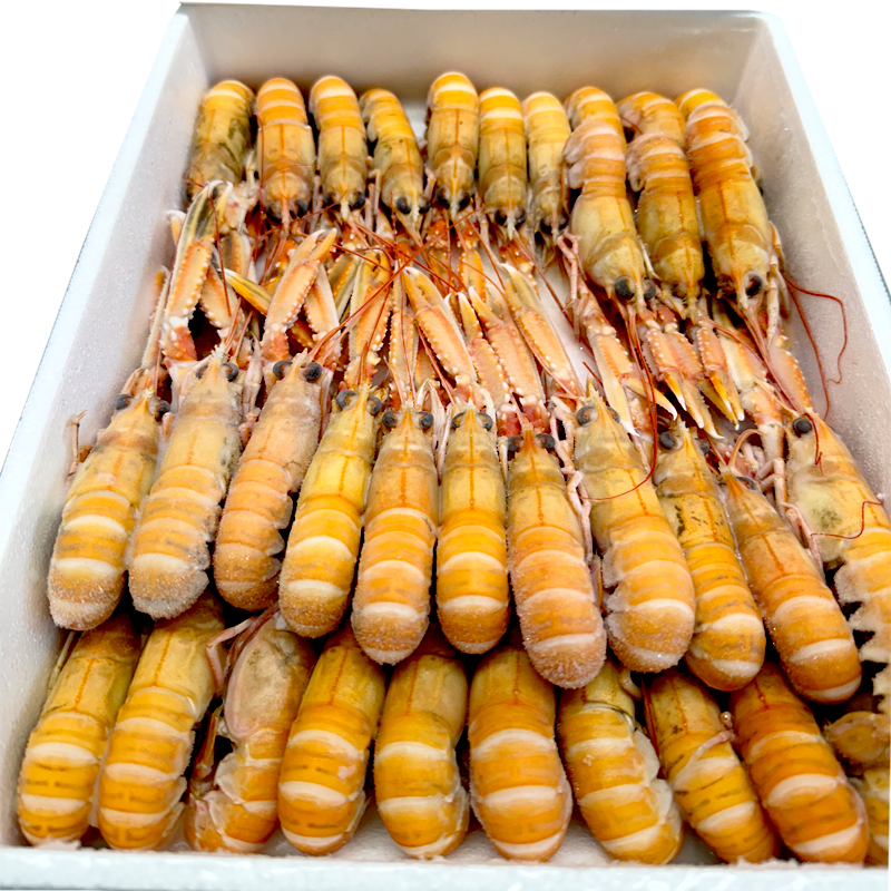 ESCAMARLÀ ESCÒCIA N3(21-25)1.250k 4/1.5kg.